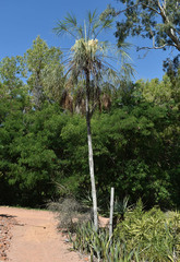 Livistona inermis