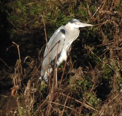 Ardea cinerea