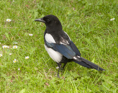Pica pica