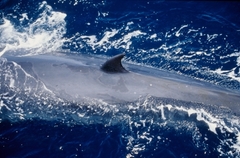 Bryde's Whale photo 4
