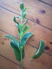 Cassipourea gummiflua