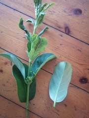 Cassipourea gummiflua