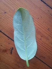 Cassipourea gummiflua