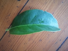 Cassipourea gummiflua