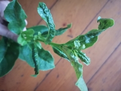 Cassipourea gummiflua