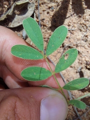 Tephrosia polystachya