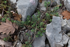 Petrosedum ochroleucum