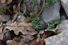 Petrosedum ochroleucum