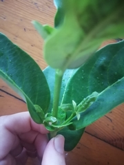 Cassipourea gummiflua