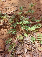 Tephrosia polystachya