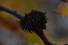 Andricus caputmedusae