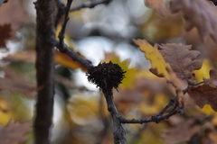 Andricus caputmedusae