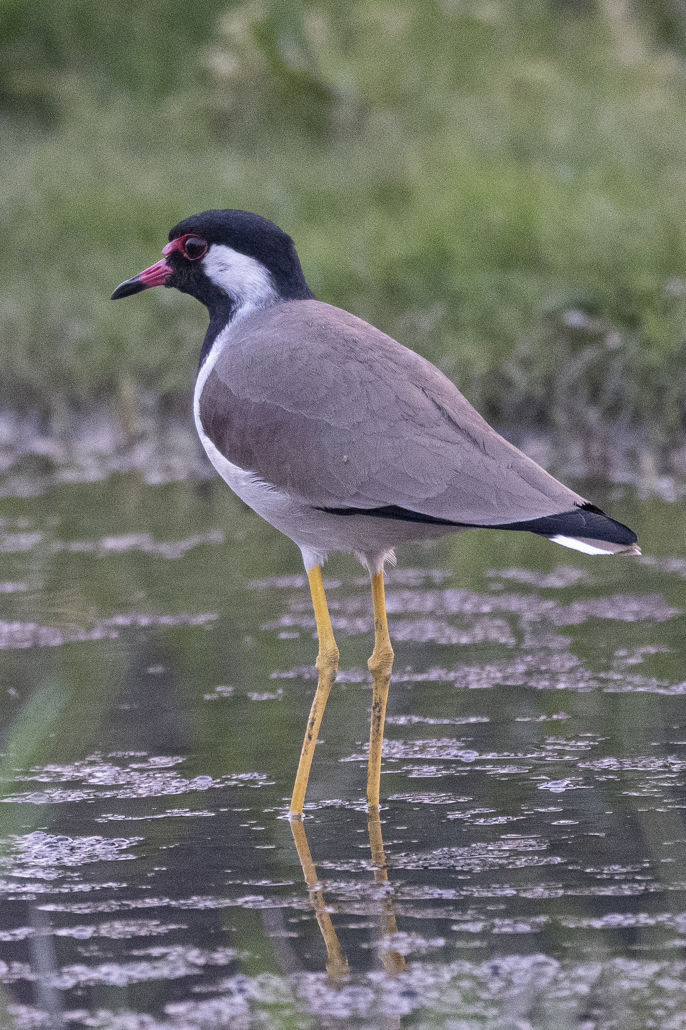 Red-wattled Lapwing
