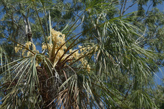 Livistona inermis