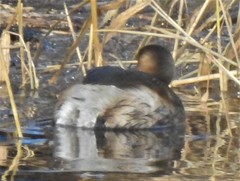 Tachybaptus ruficollis