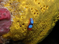 Chromodoris westraliensis