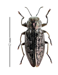 Chrysobothris rotundicollis