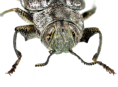 Chrysobothris rotundicollis