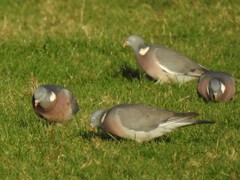 Columba palumbus