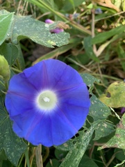 Ipomoea nil