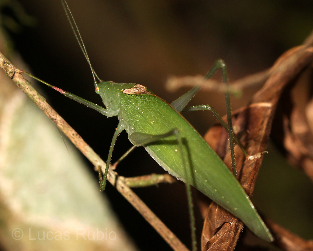 Anaulacomera trispinata