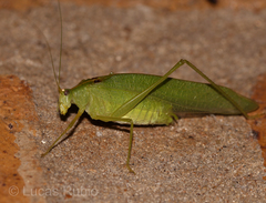 Grammadera steinbachi