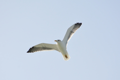 Larus fuscus fuscus