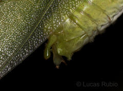 Grammadera steinbachi