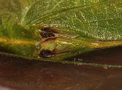 Grammadera steinbachi