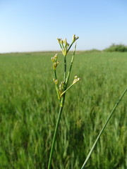 Juncus subnodulosus