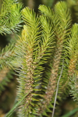 Phlegmariurus reflexus