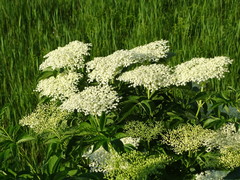 Sambucus nigra
