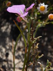 Nemesia strumosa