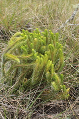 Phlegmariurus reflexus