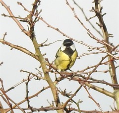 Parus major