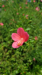 Hibiscus praeteritus