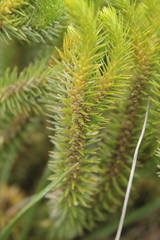 Phlegmariurus reflexus