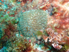 Australophyllia wilsoni