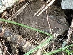 Phrynoidis juxtasper