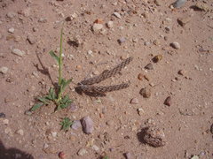 Pterocactus tuberosus