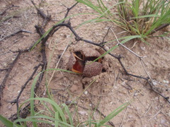 Prosopanche americana