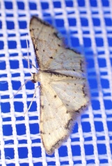 Idaea sublimbaria