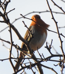 Erithacus rubecula