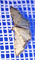 Idaea sublimbaria