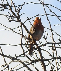 Erithacus rubecula