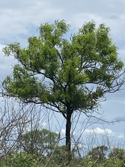 Cassia abbreviata