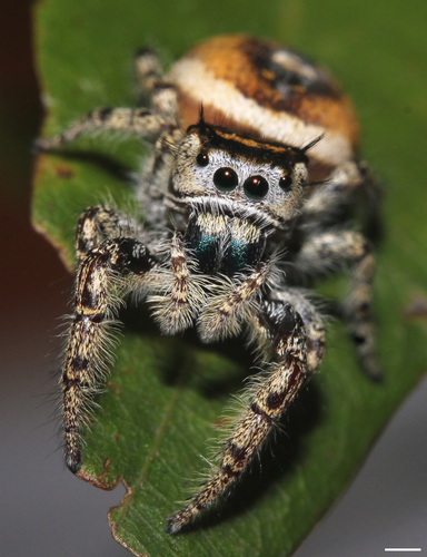 Phidippus arizonensis