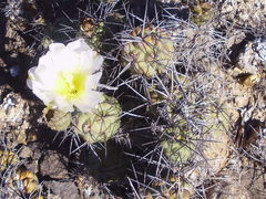 Tephrocactus alexanderi