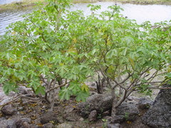 Jatropha excisa