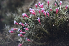 Tillandsia tenuifolia